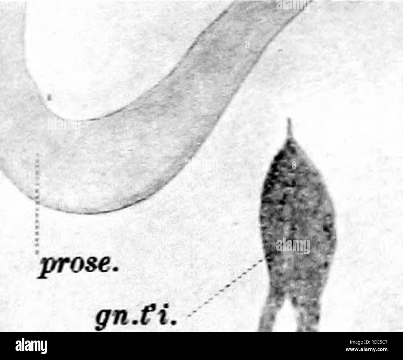 . Le développement de l'nerf oculomoteur, le ganglion ciliaire, et l'abducent nerf dans le poussin. Nerf optique ; système nerveux sympathique ; oiseaux ; la volaille. CA5lPE:- NrEH OCJLCMCTCRIT^^ W'' ..nidl.oc'Mot. ,-/Â ¢ v-_ -cr. Ce f. Â trt.fbr.v. i (^^ 5. II n. odrnot ^^ m'fnrh. rm.opth.trig.^:k pdl.opt. 12 v.crd.a. Remorques 14.zim.KK. rm.opth.trig n.oc^^ 1 mot je rn.<td.a. Je n'7OC.JM)J. 13 Un gn.cO rtn par...i. Â - je rtn par..Ex. EW.G-del 1 =^ hElIOTTPE. CO., BOSTON.. Veuillez noter que ces images sont extraites de la page numérisée des images qui peuvent avoir été retouchées numériquement pour plus de lisibilité -. Banque D'Images