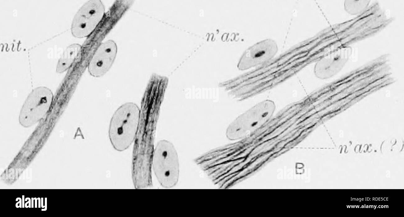 . Le développement de l'nerf oculomoteur, le ganglion ciliaire, et l'abducent nerf dans le poussin. Nerf optique ; système nerveux sympathique ; oiseaux ; la volaille. cl.gii- 111.- cl.comit Iiiw ul.UN V ?' n'ax- el.comit'.'^ / Se;S ? V : cl.comit. cl.comit.. cl.comit : cl.comit. : h. , /,.) 'Llv : ! Je V) o^^# F.W J.del HELIOTYPE CO., BOSTON,. Veuillez noter que ces images sont extraites de la page numérisée des images qui peuvent avoir été retouchées numériquement pour plus de lisibilité - coloration et l'aspect de ces illustrations ne peut pas parfaitement ressembler à l'œuvre originale.. Carpenter, Frederick Walton. Cambridge, Massachusetts , Pr Banque D'Images