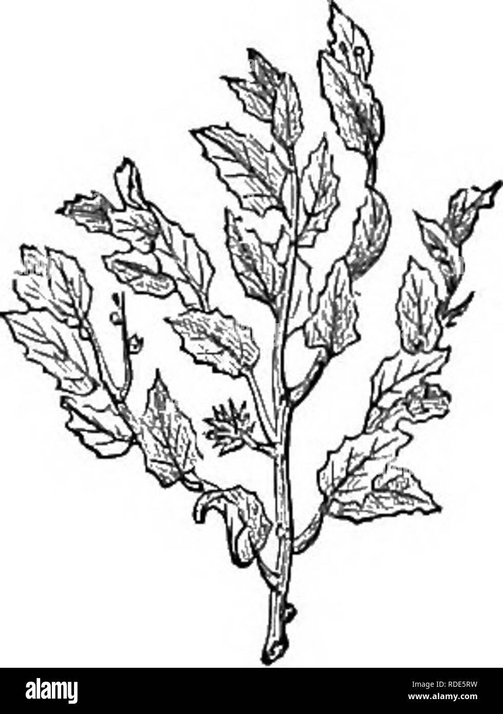 . Arbres et arbustes : une version abrégée de l'Arboretum et fruticetum britannicum : contenant les arbres et schrubs hardy de la Grande-Bretagne, des autochtones et étrangers, scientifiquement et populairement décrit : avec leur propagation, la culture et les utilisations et les gravures de presque toutes les espèces. Arbres, arbustes ; les forêts et la foresterie. 2101 Philiyrea (2102 m.). ^cimnTrewiinuni .j, 2103. Ou^ucr myrtifolia. 2103. Qu6ucr. myitifolia^p ndula.. Veuillez noter que ces images sont extraites de la page numérisée des images qui peuvent avoir été retouchées numériquement pour plus de lisibilité - coloration et l'aspect de ces illustrations ne peut pas Banque D'Images