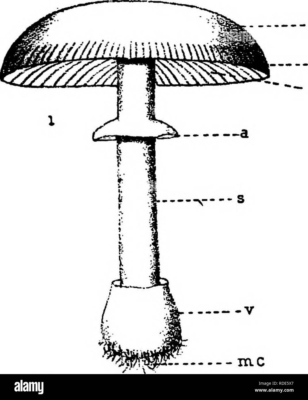 . Les champignons qui causent les maladies des plantes . Les maladies des plantes, les champignons. 398 Les champignons qui causent les MALADIES DES PLANTES Pk., E. rhododendri Cram., E. japonicum shirai et E. peckii Hal. sont signalés sur Rhododendron et Andromeda ; E. azalese Pk. et plusieurs autres espèces sur différents Rhododen- drons ; E. vitis Prill, a été noté en France sur le raisin ; *^ E. lauri (Borg) Geyl. est sur Laurus. E. cinnamomi Petch sur la cannelle de Ceylan. Agaricales (p. 395)'' 'Â "Â ¢ "â "* " C'est une très grosse commande de plus de 11 000 espèces. Le mycélium se développe pour de longues distances sur ou par le sup- port Banque D'Images