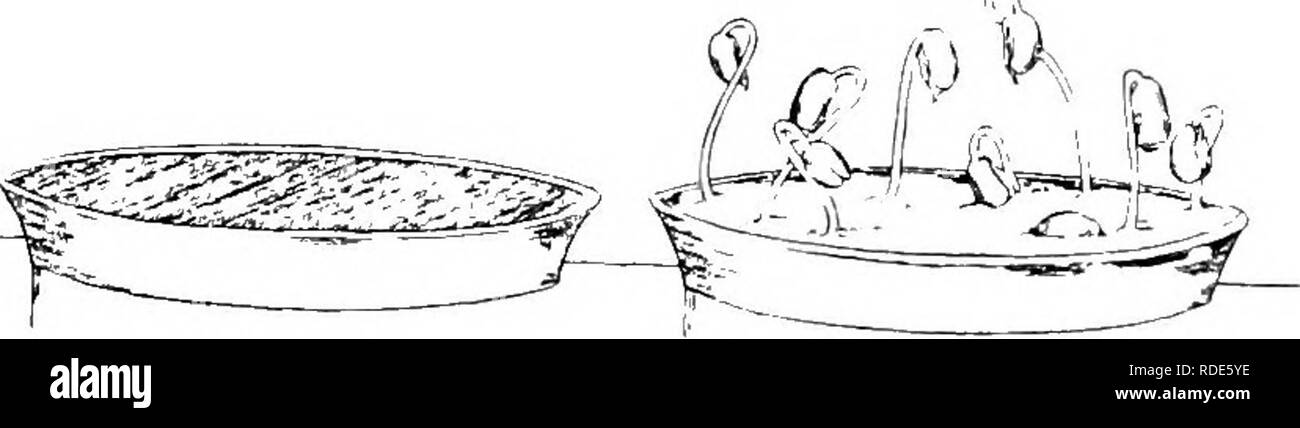 . Principes de culture végétale : an elementary treatise conçu comme un texte-livre pour les débutants dans l'agriculture et l'horticulture. L'horticulture, la botanique. 26 Principes de culture végétale. dernier vers le bas en étroite collaboration sur les haricots, couvrir les deux soucoupes volantes avec une cloche de verre, et le placer dans une pièce chaude pour deux ou trois jours, nous constaterons que les haricots recouverts de sable le promptl}- germe, tandis que ceux visés à l'puddled ne seront pas du sol (Fig. 4). Dans le sable couvert de la soucoupe a eu l'air. F[G. 4. Id la main gauche soucoupe, heans ont été plantés dans puddled sol. Dans l'autre, ils étaient couverts de sable. Ils fa Banque D'Images