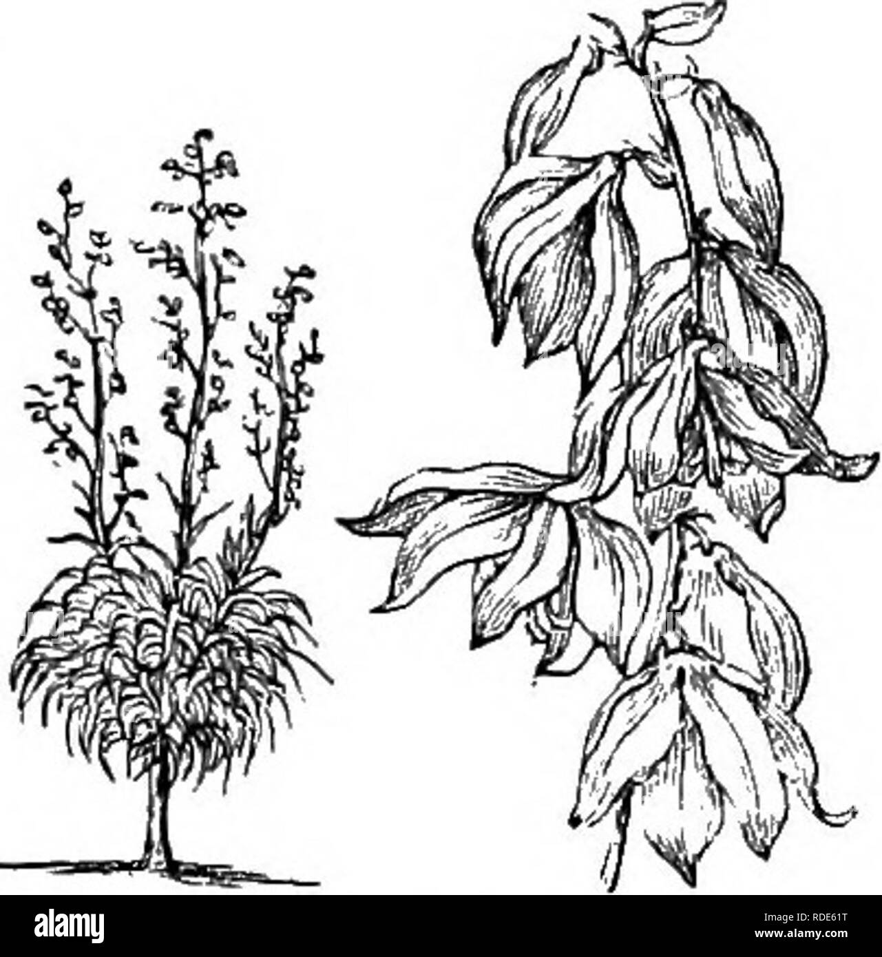 . Arbres et arbustes : une version abrégée de l'Arboretum et fruticetum britannicum : contenant les arbres et schrubs hardy de la Grande-Bretagne, des autochtones et étrangers, scientifiquement et populairement décrit : avec leur propagation, la culture et les utilisations et les gravures de presque toutes les espèces. Arbres, arbustes ; les forêts et la foresterie. LXXX. ilLIA^CEiE : YU'ACC. 1103. 20GS- Y.. dracbnis ont baissé, la tête d'où ils se meurt ; mais, en général, un ou deux jeunes chefs sortent par le côté de la tige, en dessous de l'ancien chef. Plutôt plus tendre que Y. gloriosa. Â ¢ 4. Y. draco'nei L. Le Dragon Le Yucca, ou droopin Banque D'Images