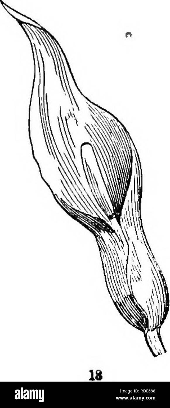 . La classe d'analyse-livre de botanique : conçu pour les académies et les étudiants. Les plantes. L'objet général Deflno le terme. Nom chaque figure. La bractée est combien y a-t-il dans l'amentaceous-arbres dans la tribu San-fleur-de-^ tribu de fenouil dans les herbes ? Quand infermeture^ bractées de fleurs que sont-ils appelés ? Les chiffres dans la plaque Whnt représentent l'involucre, et à ce qu'ils font partie des tribus ne ? "Ce qui correspond à l'involucre en herbes, et quelles sont les pièces qui infermeture la seule fleur ? Comment sont les bractées de la fig. 6-Fig. 8-Fig. 9 ? "Qu'est-ce qu'ils forment à la fig. 11-Fig. 12 ? "Wha Banque D'Images