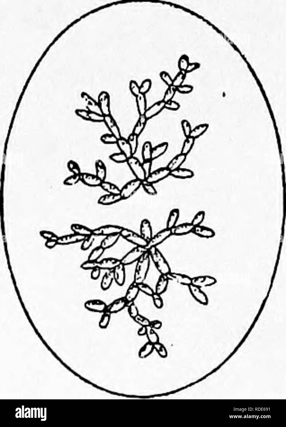 . Amis et ennemis de la ferme agricole : un texte-livre de science agricole . Les ravageurs agricoles ; les insectes utiles ; les insectes nuisibles. Chapitre XX Les champignons les charbons forment un groupe distinctif de plantes parasites appelés par les botanistes Ustilaginales. Le mycélium se développe dans les tissus de la plante hôte et les causes des blessures graves pour les parties infestées. Les spores sont développées sous la forme de la poudre noire si caractéristique de charbon du maïs et l'avoine. Ces spores germent sous conditions favorable et souvent aboutir à l'élaboration d'un très grand nombre de spores secondaires. Presque chaque un Banque D'Images