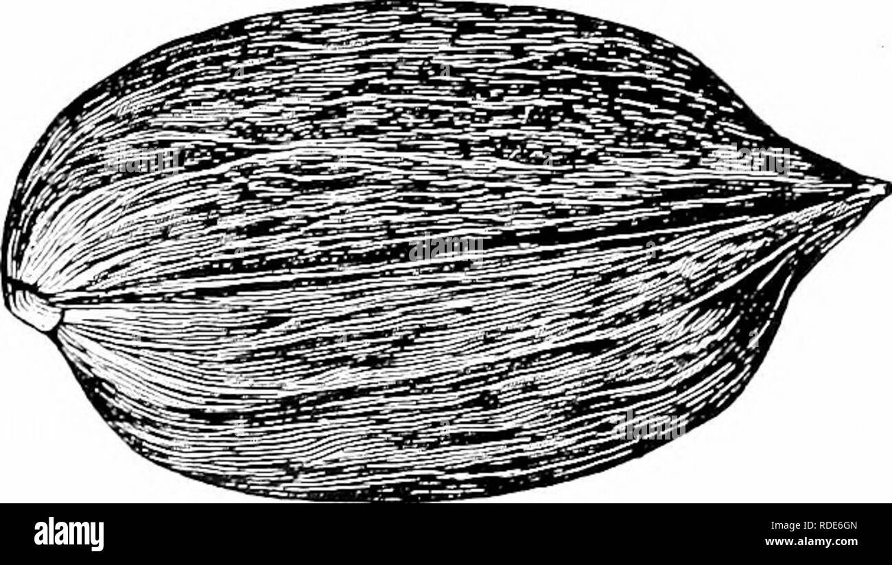 . Guide pour hardy fruitières et ornementales . La culture de fruits. SWEET Chestnut géant américain au Japon.-l'arbre d'ornement est décidément, hardy et productifs, d'habitude, nain extrêmement jeune roulement ; noix de taille énorme. Ridgley.-Arbre de taille immense et très productifs, plus de 5 boisseaux de noix, qui s'est vendu à 11 $ le boisseau, ayant été recueillis à partir de l'arbre original dans une seule saison, les bavures sont de taille moyenne et s'acquitter de 2 à 3 écrous chaque ; noix de taille moyenne, avec un peu de fuzz au point ; et doux grains de bonne qualité. L'un des plus précieux. Arbre très sain. American ou doux.-le bien- Banque D'Images