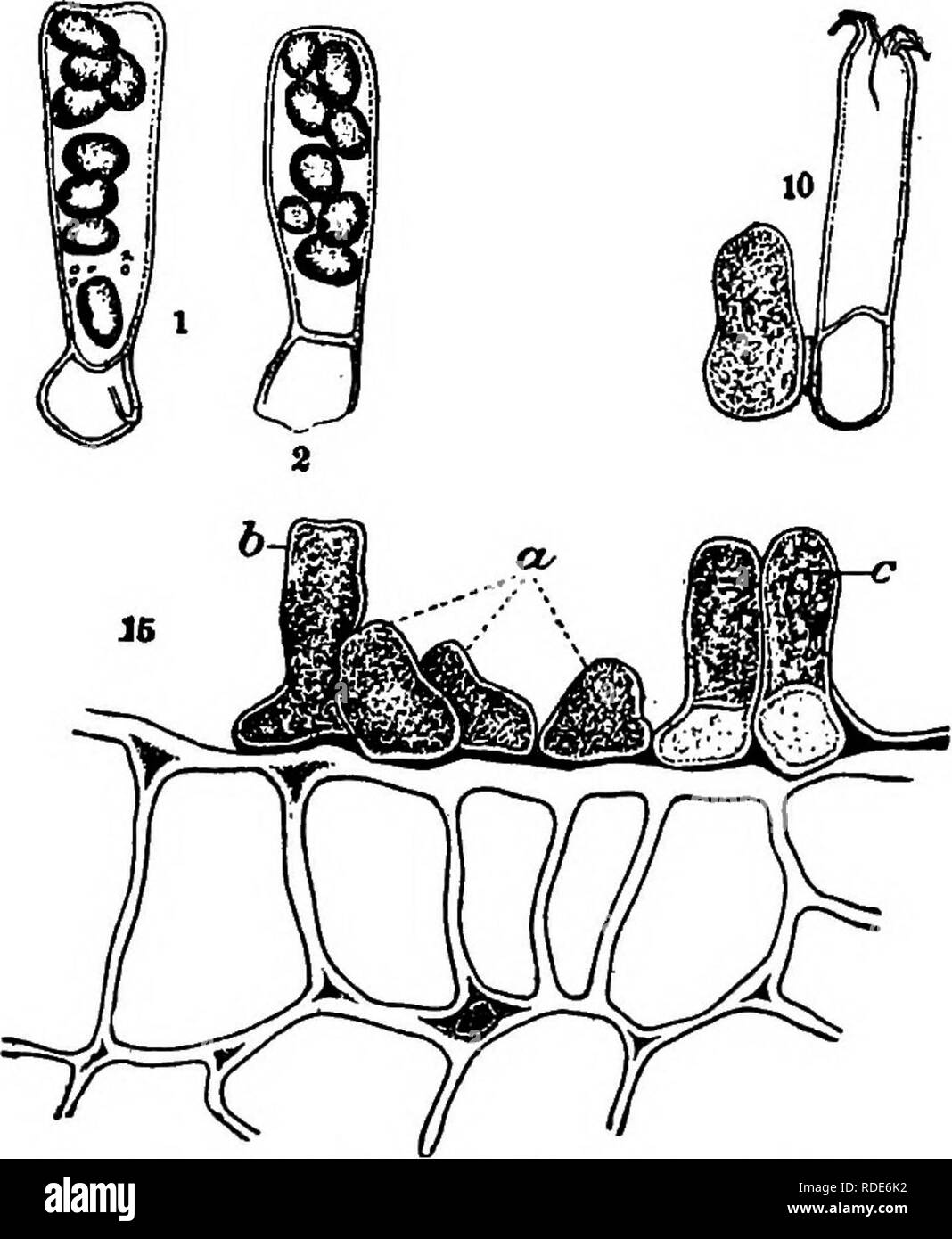 . Les champignons qui causent les maladies des plantes . Les maladies des plantes, les champignons. Les champignons qui causent les MALADIES DES PLANTES 129 sur la prune et la cerise sauvage, causant des "poches de prune." l'ovaire est le siège d'attaque. Le mycélium après l'infection se répand dans le mésocarpe des bourgeons qui seule produit et lorsqu'un fruit très élargie, généralement avec tout le sacrifice de l'autre parties de fruits. Les asques sont formées à la surface malade autant que dans la dernière espèce. Le mycélium est vivace dans la bast et se développe dans les nouvelles pousses et les bourgeons au printemps. En- fection atteint également d'autres tiges et des arbres à l'aide de la Spo Banque D'Images