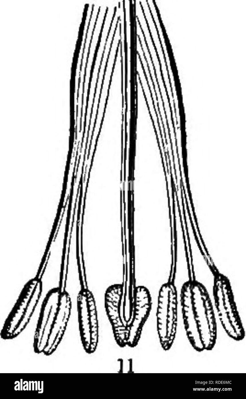 . La botanique pour les jeunes : Partie II. Comment les plantes se comporter ; la façon dont ils se déplacent, grimper, emploient des insectes pour travailler pour eux, &AMP ; c. La botanique. Fig. 9. Fleur de sang-coeur, Dicentra spectabilis. Fig. 10 Saine,.avec le bout de l'organisation des pétales intérieurs laissée de côté. Fig. 11. Extrémités des six étamines et pistil, qui sont exposés à la Fig. 10 Ici, séparés et affichés, agrandie. 38. Si c'est merveilleux que ces fleurs comme le dernier ne pas fertiliser bien sans aide, bien que construite, comme nous devrions dire, expressément de le faire, c'est tout aussi merveilleux- pour trouver les fleurs avec anthères et stigmatisation placé Banque D'Images