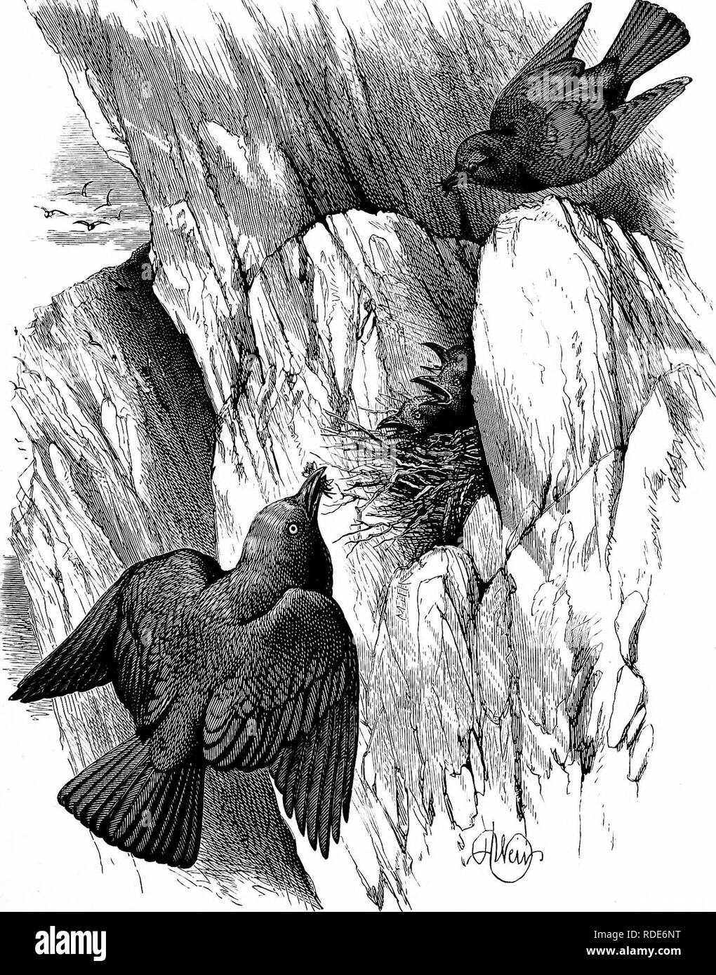 . Les oiseaux et leurs nids . Les oiseaux ; les oiseaux. Â ¢, "â v,. Les choucas et les oisillons. [Page 82.. Veuillez noter que ces images sont extraites de la page numérisée des images qui peuvent avoir été retouchées numériquement pour plus de lisibilité - coloration et l'aspect de ces illustrations ne peut pas parfaitement ressembler à l'œuvre originale.. Howitt, Mary Botham, 1799-1888. New York : Routledge G. Banque D'Images