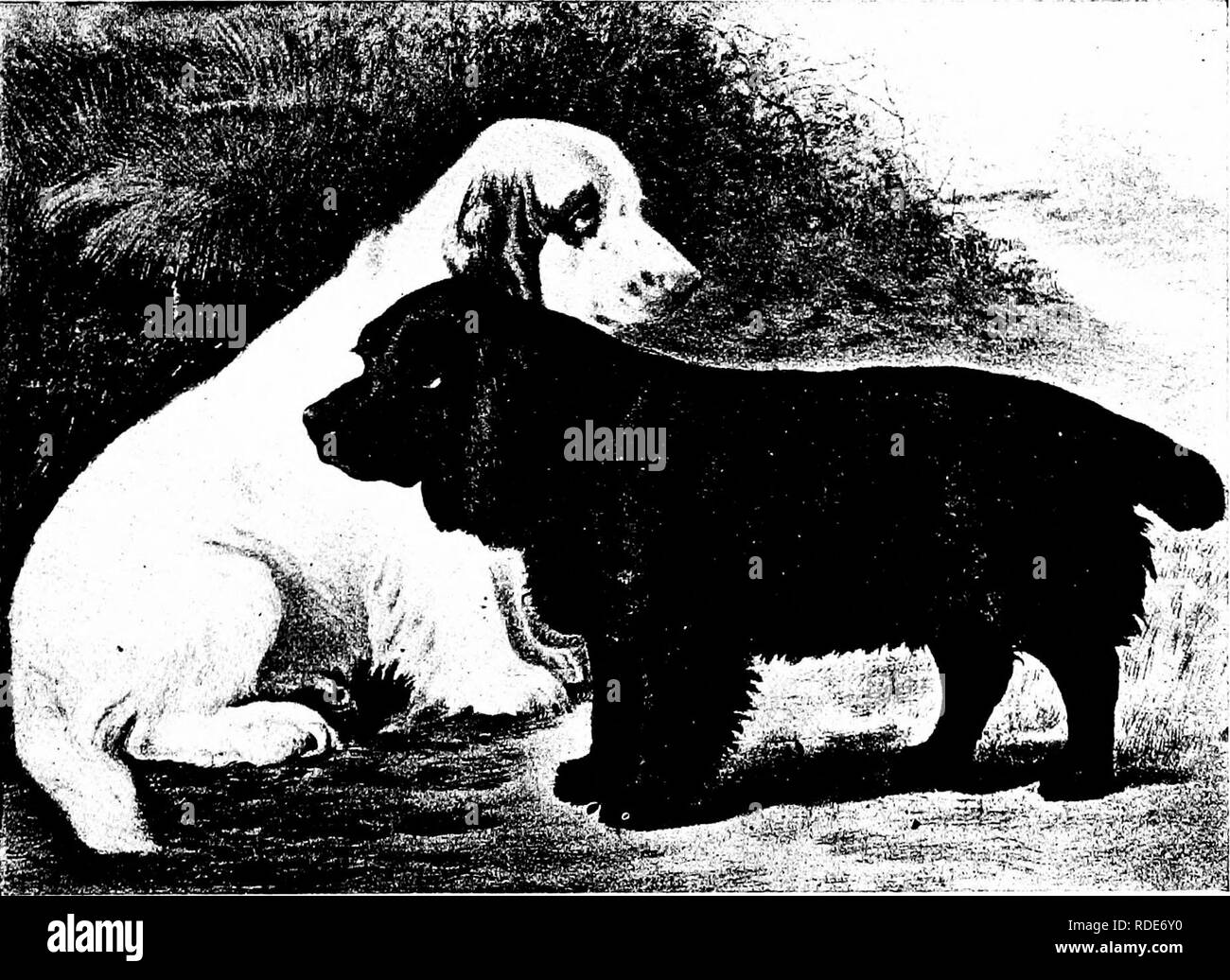 Le Chien Livre Une Histoire Populaire Du Chien Avec Des
