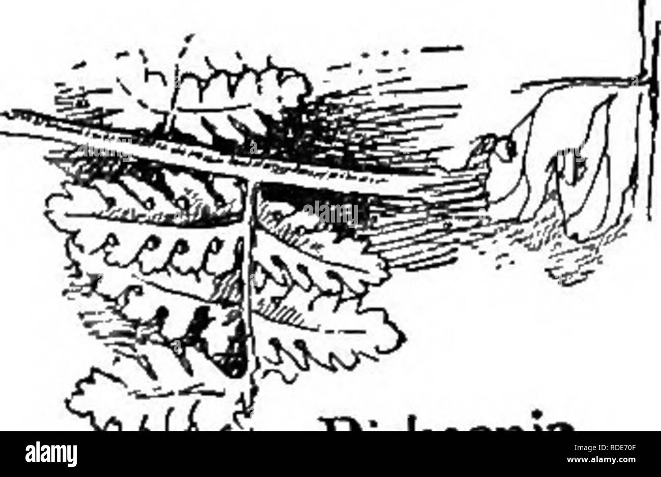 . Nos fougères dans leurs endroits favoris ; un guide pour toutes les espèces indigènes. Fougères. Clé DES GENRES.. Dickfiorua^' Qat t t'indusie, en forme de coupe se fixe- neath the sore ; sori minute sur une dent de l'ultime ; pinnules frondes très finement coupés. Fougère de Boulder. . Dicksonia. 229. Veuillez noter que ces images sont extraites de la page numérisée des images qui peuvent avoir été retouchées numériquement pour plus de lisibilité - coloration et l'aspect de ces illustrations ne peut pas parfaitement ressembler à l'œuvre originale.. Clute, Willard Nelson, b. 1869. New York, F. A. Stokes Co Banque D'Images