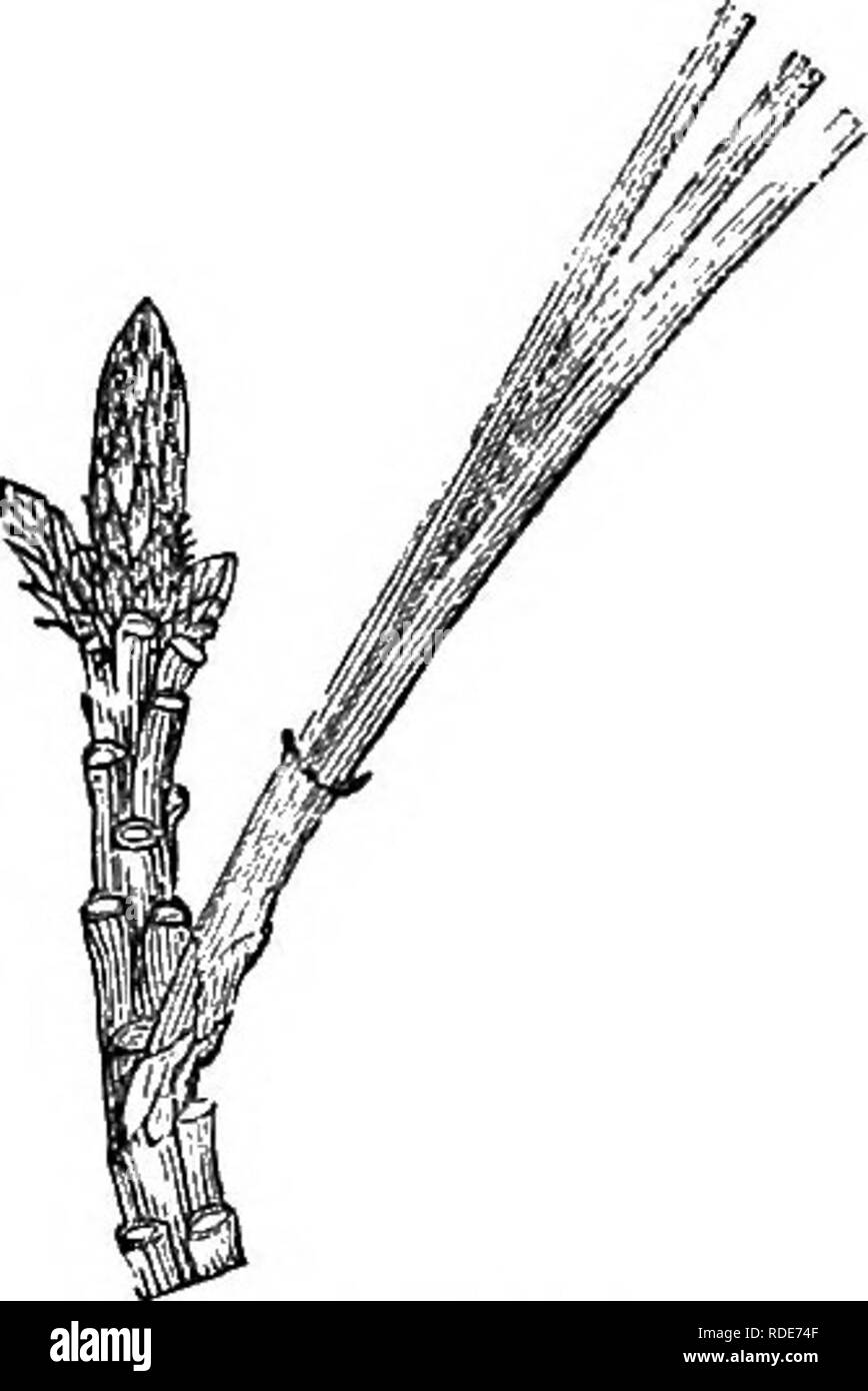 . Arbres et arbustes : une version abrégée de l'Arboretum et fruticetum britannicum : contenant les arbres et schrubs hardy de la Grande-Bretagne, des autochtones et étrangers, scientifiquement et populairement décrit : avec leur propagation, la culture et les utilisations et les gravures de presque toutes les espèces. Arbres, arbustes ; les forêts et la foresterie. ttiil serdtina. p. 1S2S. P- variabilis. P. variabilis Lamb. Pin., éd. 2., 1. t. 14. ; et notre gabarit. 1828. de la grandeur nature, de Lambert's plate.-M. Lambert décrit cette pine comme ayant les feuilles de deux ou trois, 2 in. de long, canalisé, les marges et les nerfs rugueux, et l'apex Banque D'Images