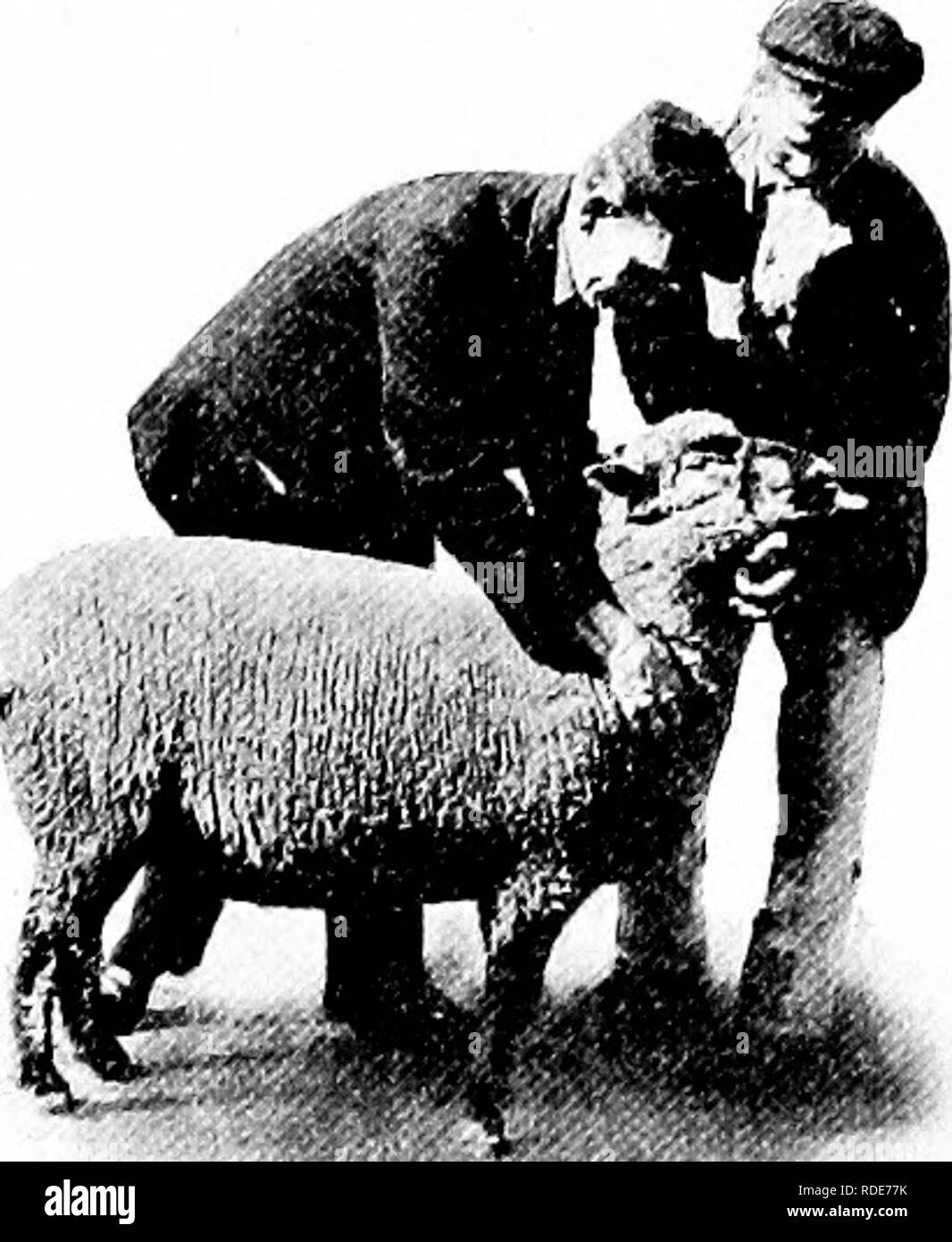 . Entretien d'animaux de ferme ; un guide pratique de l'avoir choisi, l'élevage, et de garder des chevaux, bovins, ovins et porcins. L'industrie des animaux ; les chevaux, bovins, moutons, porcs. Fig. 112. - Plénitude ou l'épaule.. Veuillez noter que ces images sont extraites de la page numérisée des images qui peuvent avoir été retouchées numériquement pour plus de lisibilité - coloration et l'aspect de ces illustrations ne peut pas parfaitement ressembler à l'œuvre originale.. Harper, Wesley Merritt, 1877-. New York, The Macmillan Company Banque D'Images