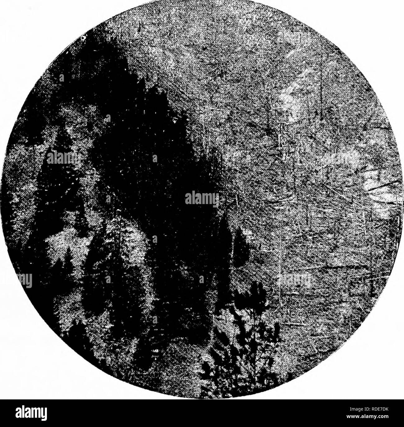. La forêt et l'eau . L'approvisionnement en eau potable ; les forêts et la foresterie ; l'approvisionnement en eau potable ; les forêts et la foresterie. Formerlj District brûlé- par Chaparral Sierra Madr. Forêt brûlée sur droite montrant Fire Uue à Tiees imbrûlé.. Veuillez noter que ces images sont extraites de la page numérisée des images qui peuvent avoir été retouchées numériquement pour plus de lisibilité - coloration et l'aspect de ces illustrations ne peut pas parfaitement ressembler à l'œuvre originale.. Kinney, abbé, 1850-1920. Los Angeles : Poster Pub. Co. Banque D'Images
