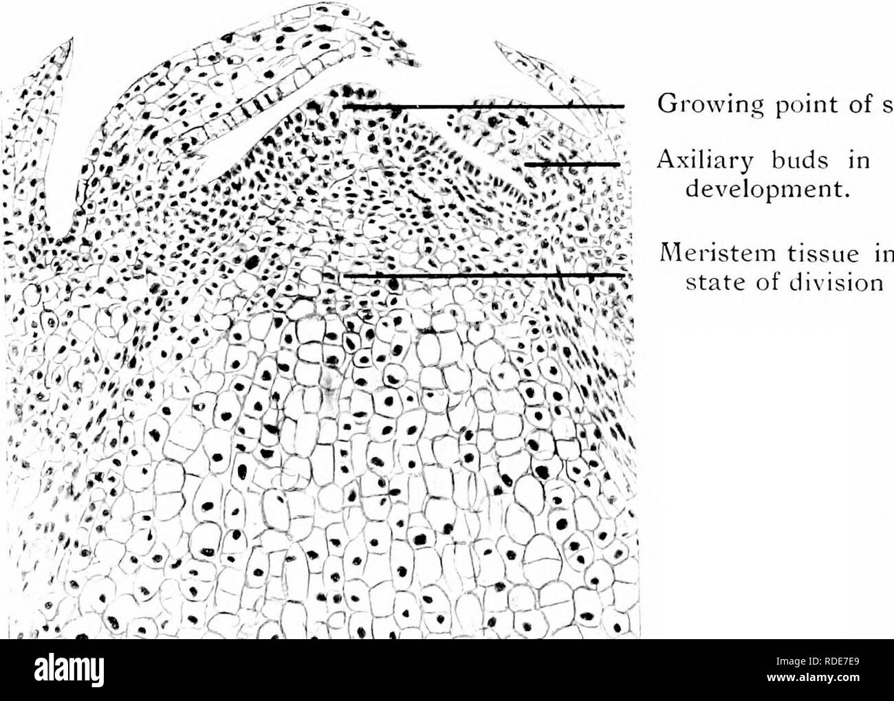 . Photomicrographies de études botaniques. La photomicrographie. Tissu cortical. Le xylème secondaire Cambium phloème (bois) bois primaire. Canal résinifère. 53âL.S. Point de croissance de la tige, " Pinus sylvestris Pin commun",.. tige. actif '^â S^^^^MW Mm.. Veuillez noter que ces images sont extraites de la page numérisée des images qui peuvent avoir été retouchées numériquement pour plus de lisibilité - coloration et l'aspect de ces illustrations ne peut pas parfaitement ressembler à l'œuvre originale.. Flatters, Milborne &AMP ; McKechnie Ltd. Manchester : Flaters, Milborne &AMP ; McKechnie Banque D'Images