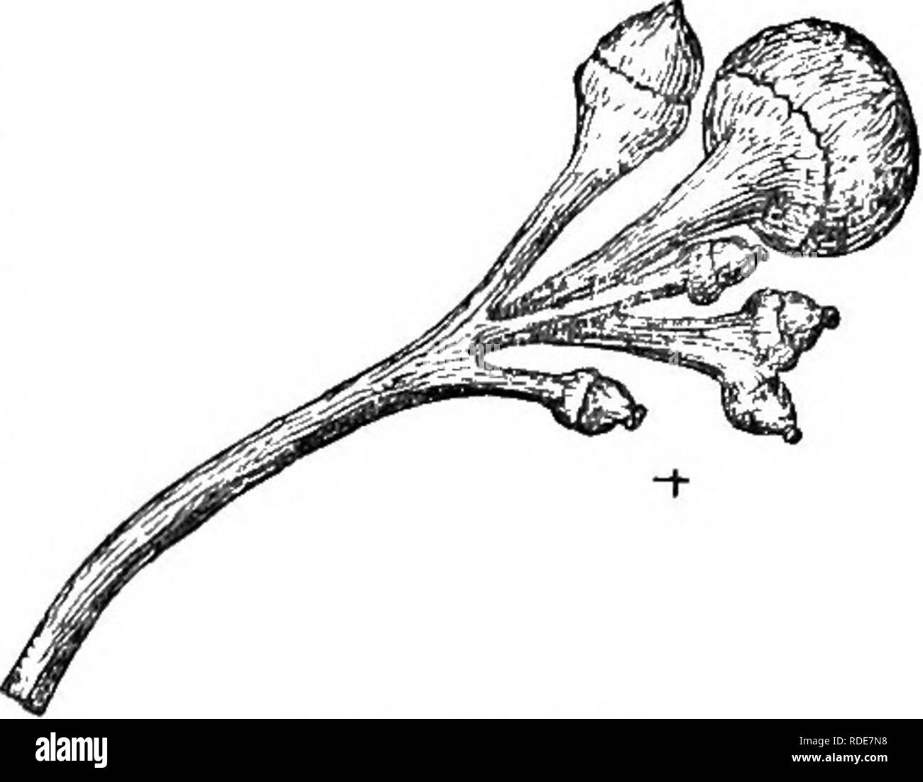 . Arbres et arbustes : une version abrégée de l'Arboretum et fruticetum britannicum : contenant les arbres et schrubs hardy de la Grande-Bretagne, des autochtones et étrangers, scientifiquement et populairement décrit : avec leur propagation, la culture et les utilisations et les gravures de presque toutes les espèces. Arbres, arbustes ; les forêts et la foresterie. 946 ARBORETUM ET FRUTICETUM. BRITANNtCUM climat de Londres, atteindre la hauteur de 10 ou 12 pieds de 10 ans ; et, dans 40 ou 50 ans, la hauteur du plus grand nombre de pieds. Le bois du ginkgo est dit par Ksempfer d'être lumière, soi't, et faible ; mais Loiseleur Deslongchamps le décrit comme d'un y Banque D'Images