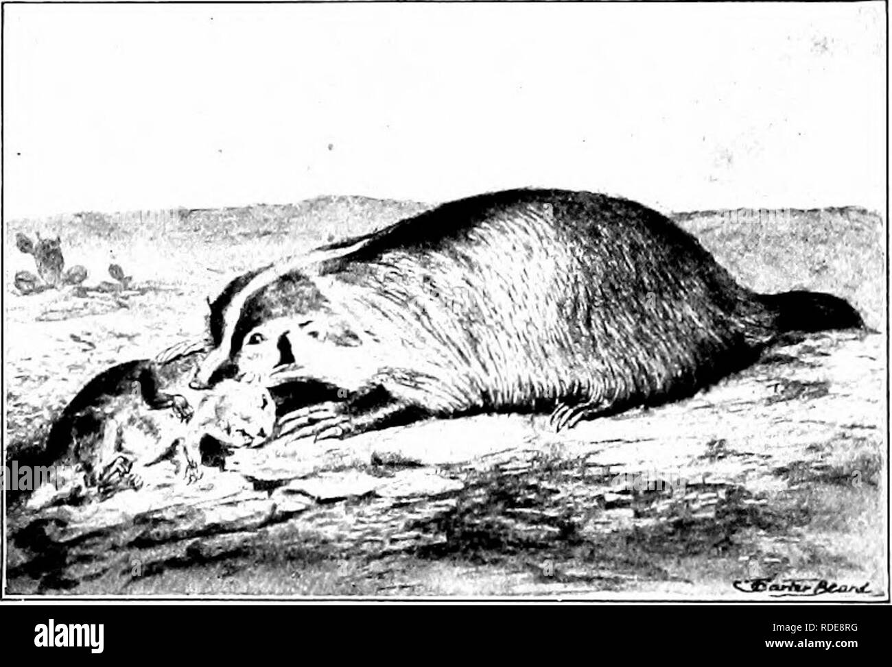 . L'American natural history ; une base de connaissances utiles de les animaux supérieurs de l'Amérique du Nord. L'histoire naturelle. 32 OKDERS DES MAMMIFÈRES MANGEURS DE CHAIR-ennemis, est contenue dans deux glandes situées près de la queue, Isase^ de et peut être thrcjwn'mer cral pieds. Son odeur est si scandaleux et si stifiinf neitfier ; que l'homme ni bête peut durer longtemps. La Skunk est un marauder, et par rapport à la destruction de la volaille, mais ne^•yjlue néanmoins de comme un destructeur de vers blancs et d'autres substances nocives dans les sectes.- En raison de la disparition de la loutre, bea'er, le vison et la martre, la fourrure de l'Skuidc est devenu Banque D'Images