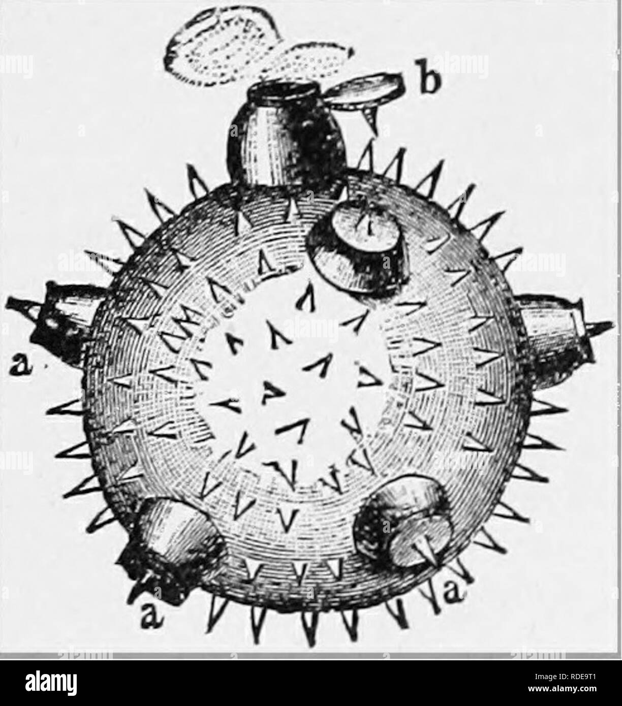 . Le guide de l'apiculteur : ou manuel du rucher . La culture de l'abeille ; les abeilles. Pollen-Srains Jioot, de A. I. Co., forated si la paroi interne-intine-n'est pas. Ces Perfora- tions sont également en nombre défini au sein de l'espèce. Ces trous donner occasion de le pollen-tubes (Fig. 252, T) pour faire sortir l'après-pollen grain atteint le stigmate de la fleur. Où il n'y a pas de perforations de l'extine, le mur se brise. Dans certains cas, comme les orchidées, les grains de pollen sont maintenus ensemble par une substance adhésive. Dans notre avis, nous asclépiades un groupement similaire de grains de pollen (Fig. 227) qui sont très souvent Banque D'Images