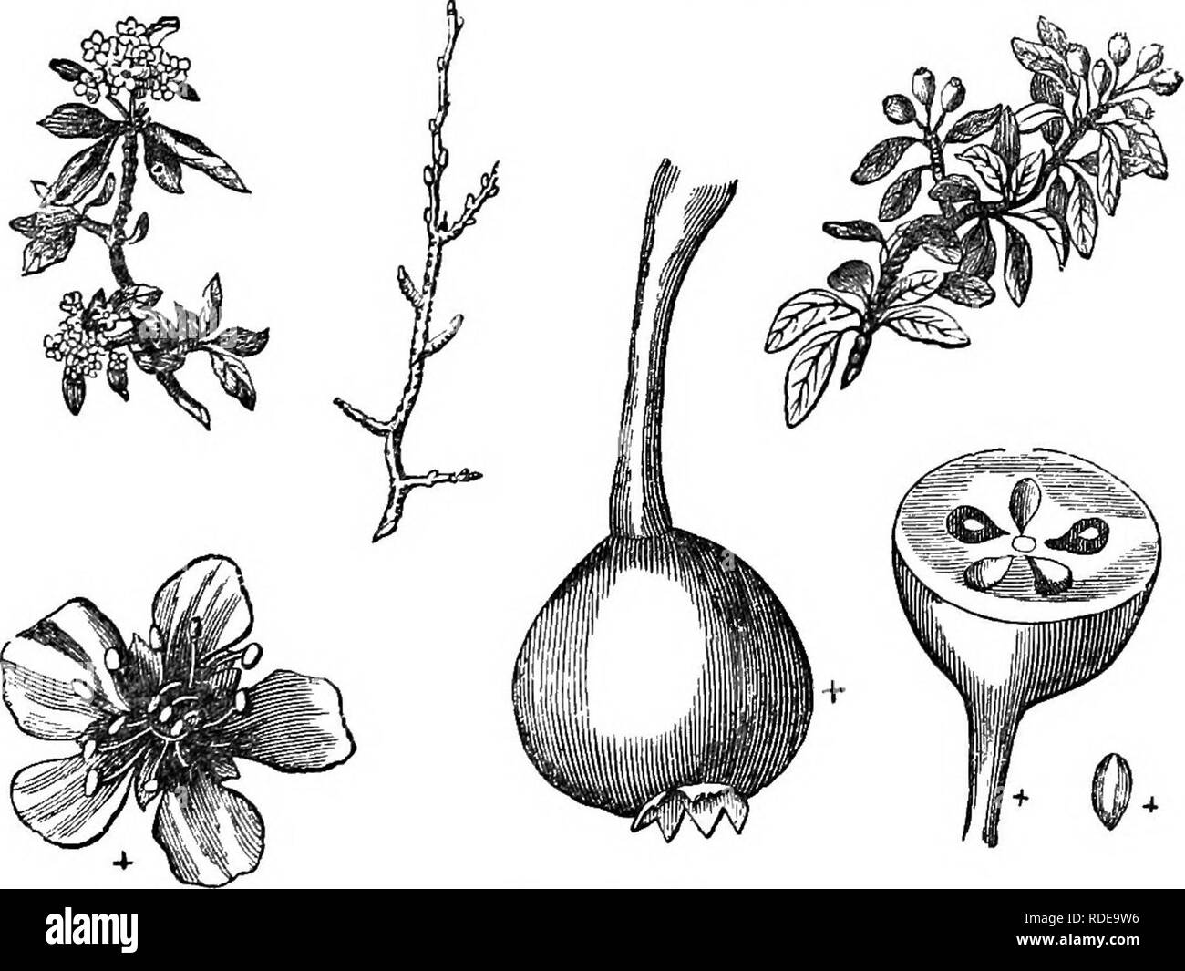 . Arbres et arbustes : une version abrégée de l'Arboretum et fruticetum britannicum : contenant les arbres et schrubs hardy de la Grande-Bretagne, des autochtones et étrangers, scientifiquement et populairement décrit : avec leur propagation, la culture et les utilisations et les gravures de presque toutes les espèces. Arbres, arbustes ; les forêts et la foresterie. 'Je 4. P. (c.) Sina'ica Thouin. 764. P. (c.) niTilis. Le Mont Sinaï Poirier.. 76S. P. (c.) liniica, je den l !fi€aliim. Thouin Mem. Mus.. I. KO.t. 9. ; déc. prod., 2. p.6S4. ; Don's Mill., 2. p 622. EE 3. Veuillez noter que ces images sont extraites de la page numérisée des images qui peuvent avoir b Banque D'Images