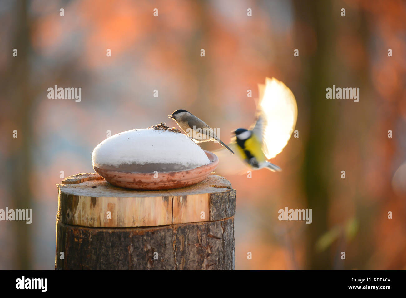 Les oiseaux en quête de nourriture Banque D'Images