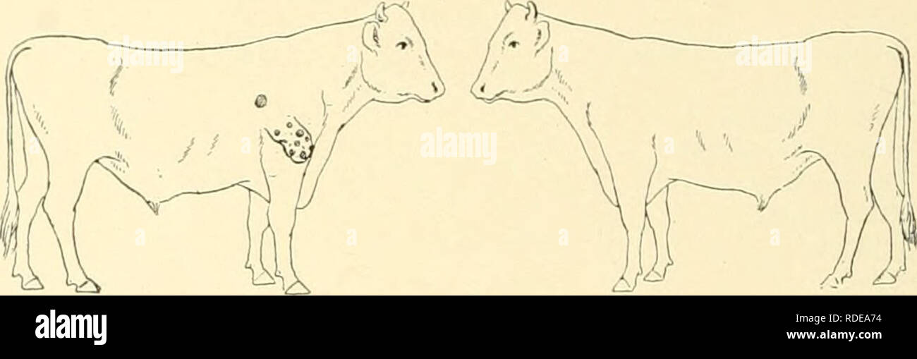 . L'effet de la vaccination contre la tuberculose sur les bovins atteints de tuberculose. La tuberculose chez les bovins. 16 masses nodulaires sont enduits d qui sont caractéristiques de la maladie pearl. Il y a de nombreux domaines caséeuse dans la substance du foie. La bronchiques sont agrandis à plusieurs fois leur taille naturelle et sont caséeuse. Il s'agit d'un cas de "perle" de la maladie dans la forme la plus avancée et de plus grande diffusion. Fig. 12.-rouge et blanc Bull (16 024). 1902. Le 19 décembre. C.c. 0,1 ; tuberculine réaction. 1903. Le 2 février. 0,8 cc. " " À 106° F. 1904. Le 17 septembre. Banque D'Images