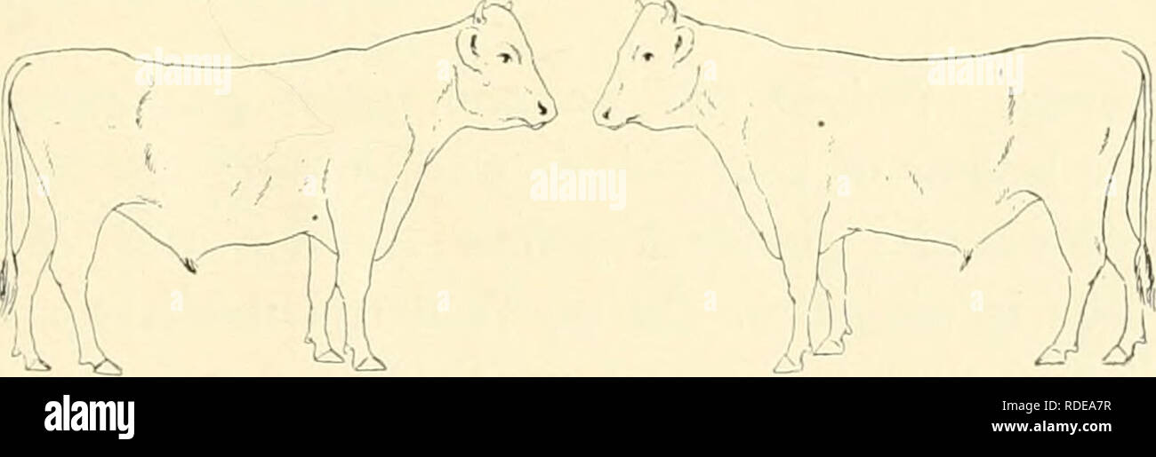 . L'effet de la vaccination contre la tuberculose sur les bovins atteints de tuberculose. La tuberculose chez les bovins. Lorsque le bétail dans cette expérience sont morts ou ont été tués qu'ils ont été soumis à un examen post-mortem. Matériel a été colorés pour l'examen pour le bacille tuberculeux et cobayes ont été inoculés à partir de l'origine des lésions de certains d'entre eux. Les examens histologiques des lésions ont été faites par le Dr C. Y. Blanc, à qui nous sommes redevables pour les rapports sur ses examens. Les traitements et les autopsies sont résumés dans les protocoles suivants : premier groupe. Trois veaux ayant reçu intrave Banque D'Images