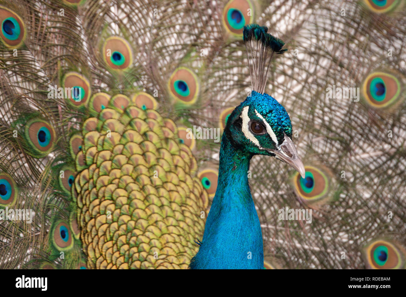 Un paon (Pavo cristatus) ou l'affichage de paons Indiens plumage c'est Banque D'Images