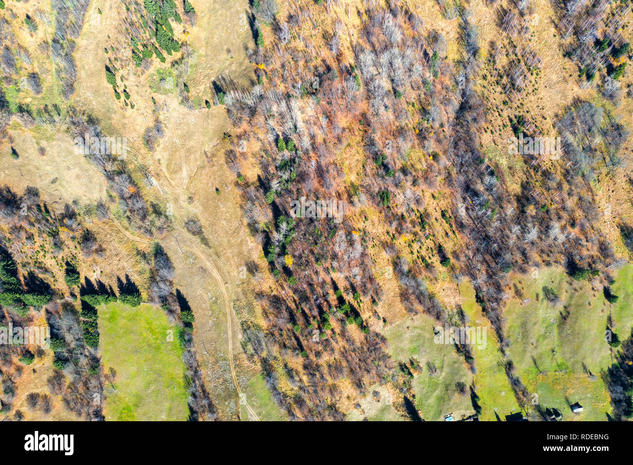 Vue du drone de pâturages et arbres en automne Banque D'Images