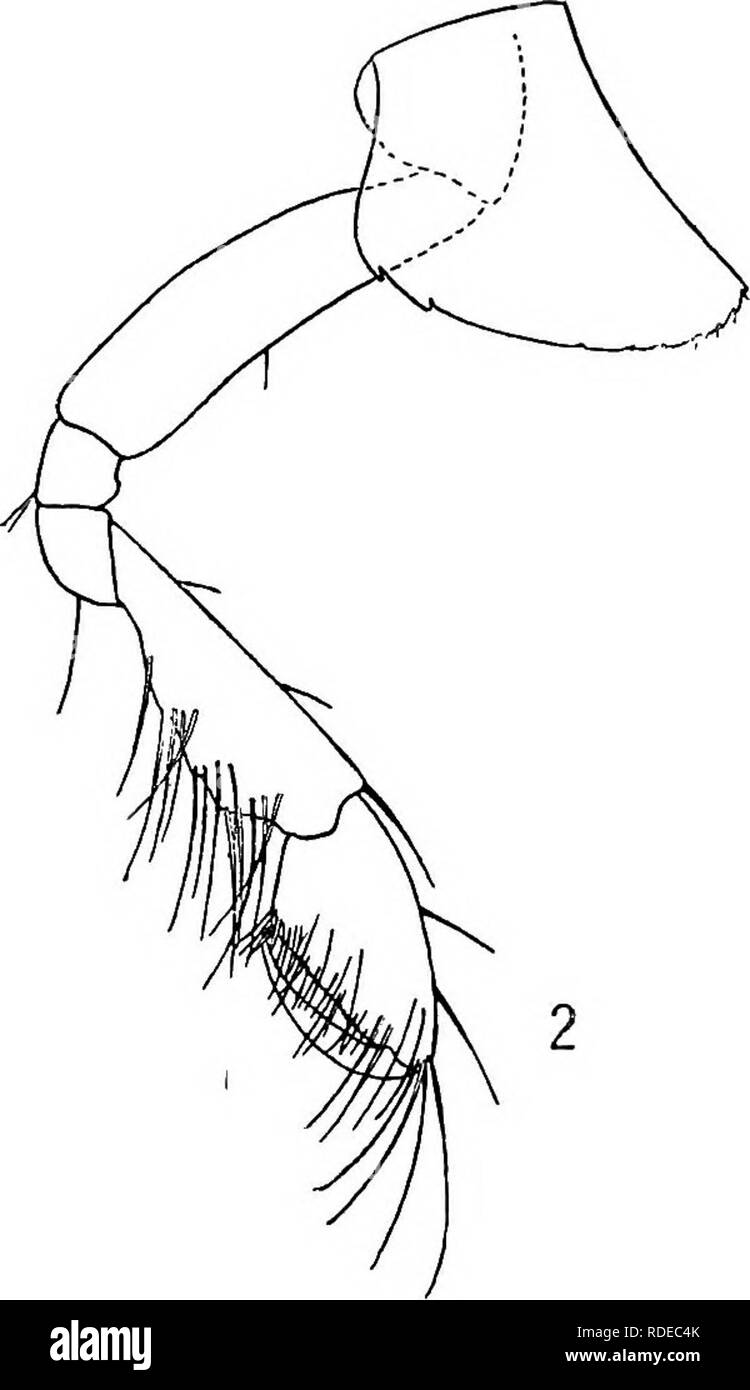 . Rapport de l'Expédition arctique canadienne 1913-1918. Des expéditions scientifiques. La figure 3. Rozinante fragilis (VA). 1 Peraeopod 2. 2 Gnathopod 2. GAMMARIDyE la famille. 39. Gamtnaracanthus loricatus (Sabine). 1821 et 24. Gammarus loricatus E. Sabine, dans W. E. PARRY, J. Voy., Suppl., p. 53, pi. I,'f. 7 ; p. 231, pi. I, f. 7. 1906. Gammaracanthus Stebbing loricatus, règne animal, Amph. I, p. 508, et la synonymie. 1909. Gammaracanthus loricatus Bruggen, Mem. Acad. Imp. Sci. St P^tersbourg, s&amp ;. 8 vol., tiK, n° 16, 18 p. 35. 1912 Gammaracanthus loricatus Stephensen, Meddel. om^Gr nland, tome XLV, p. 503, Banque D'Images
