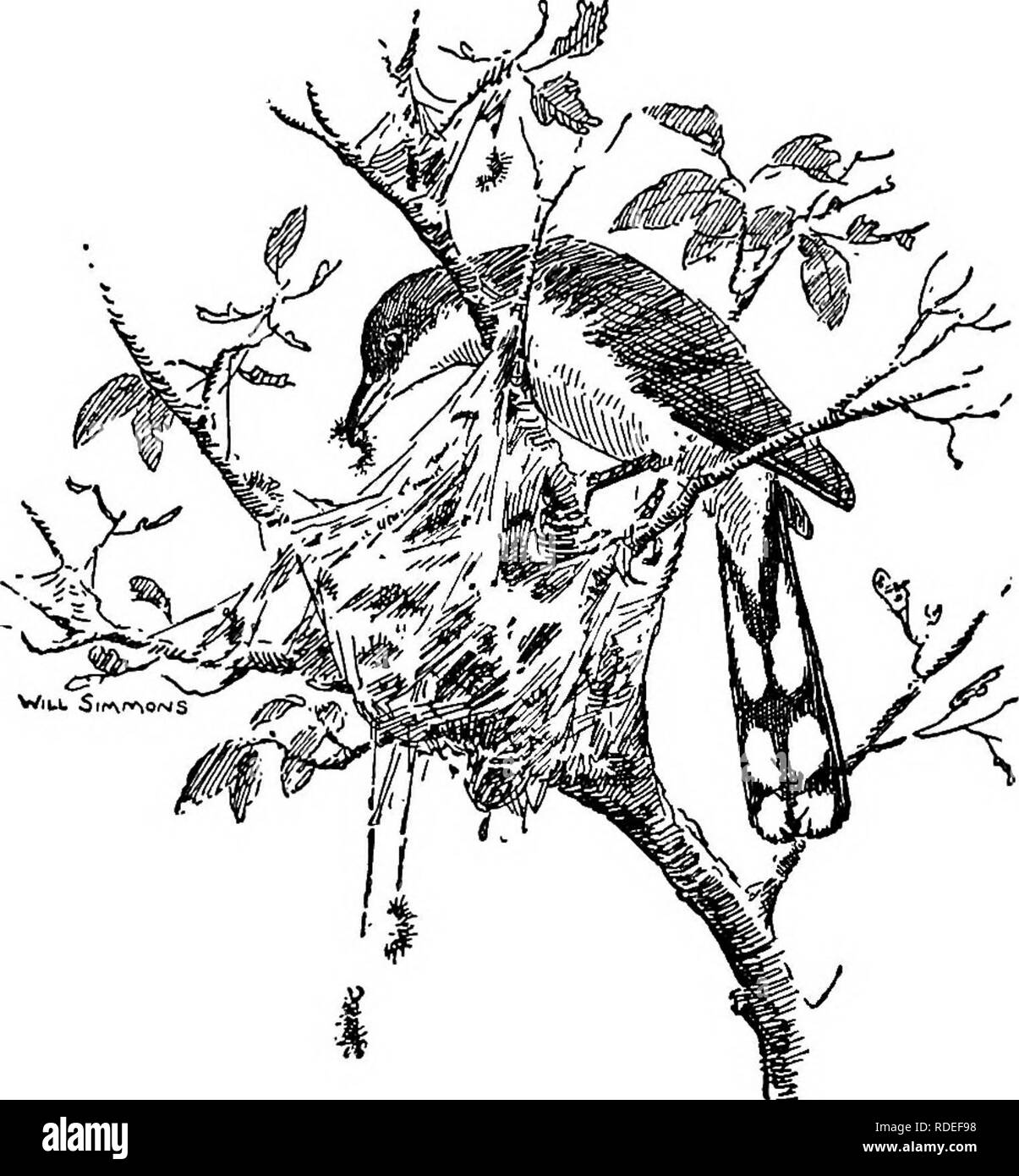 . L'étude des oiseaux d'adresses. Les oiseaux ; les oiseaux. La VALEUR ÉCONOMIQUE D'OISEAUX les oiseaux servant près de sa maison alors qu'ils se nourrissent de la semence de mil qu'il fournit pour eux. En parlant de certaines des choses qu'il a vu ici, dit-il, "un renard. Cuckoo, piller une tente de chenilles, Sparrow a mangé cent trois graines dans deux minutes et quarante-sept secondes ; l'autre, d'un [m]. Veuillez noter que ces images sont extraites de la page numérisée des images qui peuvent avoir été retouchées numériquement pour plus de lisibilité - coloration et l'aspect de ces illustrations ne peut pas parfaitement ressembler à l'œuvre originale.. Pearson, Gilbert T. Banque D'Images