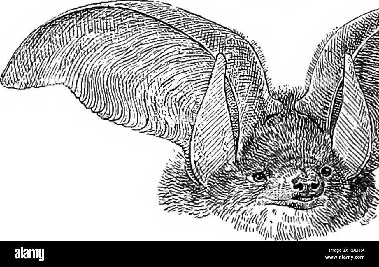 Types D Americains De La Vie Animale Zoologie Comportement Animal T6o Types De La Vie Animale Et Plus Grand Qu Un Nouveau Ne De La Souris Ses Pattes Et Griffes Etaient Extremement Forts