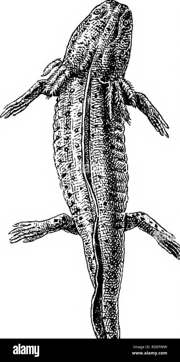 . Types d'Américains de la vie animale. Zoologie ; le comportement animal. 112 TYPES DE LA VIE DES ANIMAUX un peu moins qu'il y a vingt ans, il y avait un certain nombre de boukmeb vivant dans le Jardin des Plantes à Paris, sous la garde d'un gardien très intelligent. Un jour à son étonnement il a raté un de ses boukmeb, mais n'a trouvé sa place dans un très différents - à la TEF, et sans branchies. Un peu plus tard la même chose Fig. 31. s'est passé dans le cas de plusieurs d'entre eux, et donc il est devenu connu que l'axolotl est mais un gros bébé et precocioiis, prêts à changer rapidement, sous certaines conditions, dans le pour Banque D'Images