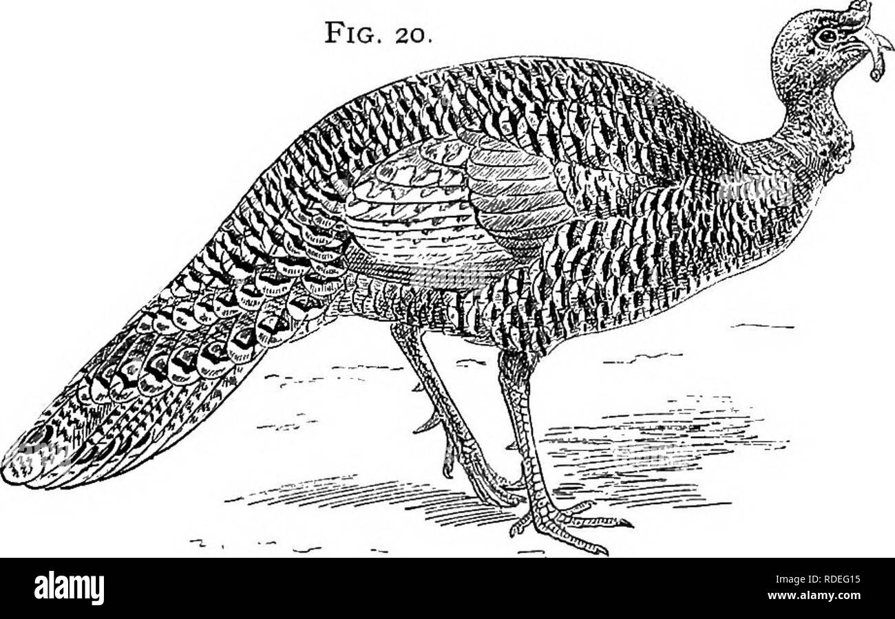 . Types d'Américains de la vie animale. Zoologie ; le comportement animal. La Turquie 73 c'est à ce vaste groupe des gallinacés (diflferently donc représentée dans chaque grande région de la surface de la terre) qu'un nouveau membre a été ajouté lors de l'Amérique du Nord, d'être visité, la Turquie a été découvert. Mais la Turquie des États-Unis n'est pas seul ; une autre espèce se rencontre en Amérique centrale qui est connu comme le ocellated, ou au Honduras la Turquie, et c'est un plus magnifique oiseau. Il est en effet l'un des plus magnifique de tous les " gallinacés,'' avec des teintes de bleu et de Fig. 20. L'OCELLATED TUR Banque D'Images