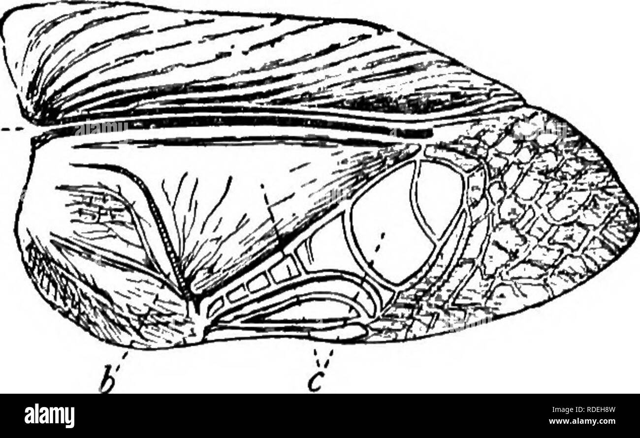 . Activités des animaux ; un premier livre au zoo ?logie. Zoologie ; le comportement animal. 42 /l'INIM/IL ACTIVITÉS. poils qui semblent augmenter leur sensibilité, et ils sont reliés par le nerf-centres dans le corps, tout comme les autres organes de sens. Les mouvements. En plus de la motion par l'irritation de l'organes des sens, le Grasshopper est évidemment capable de se déplacer sur son propre compte. Il peut marcher, voler, ou d'aller où et quand il le souhaite. L'. Fig. 45 L'Organe d'un Stridulating Cricket. u, grosse veine ; l&gt ;, rugueuse, un contre-sens ; c, membrane. adaptation de l'jambes pour le mode de vie n'a pas besoin de Banque D'Images