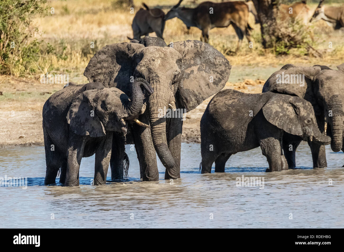 L'éléphant est le plus grand mammifère terrestre. Avec sa trompe, il peut non seulement l'odeur, mais aussi se sentir et comprendre. Les éléphants ont un comportement social et Banque D'Images