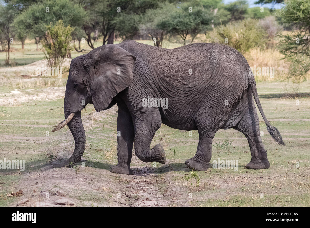 L'éléphant est le plus grand mammifère terrestre. Avec sa trompe, il peut non seulement l'odeur, mais aussi se sentir et comprendre. Les éléphants ont un comportement social et Banque D'Images