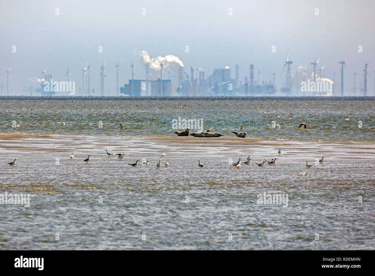 Les Pays-Bas, Rottumeroog ou Rottum Island, île de la mer des Wadden. Phoques communs (Phoca vitulina) sur vasière. Le port de l'arrière-plan et de la zone industrielle EEM Banque D'Images