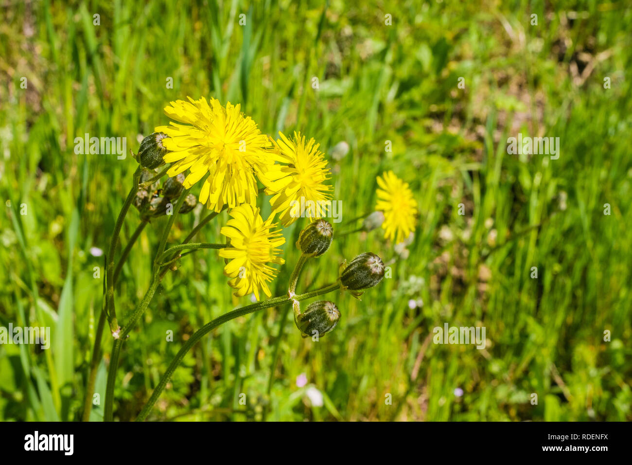 Faux pissenlit (Hypochaeris radicata) originaire d'Europe, sur un pré en fleurs en Californie Banque D'Images
