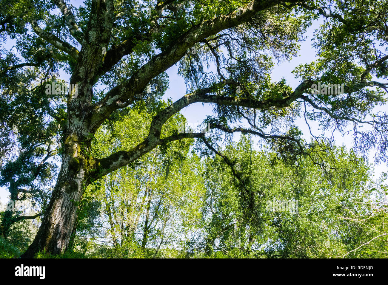 Grand chêne offrant de l'ombre, région de la baie de San Francisco, Californie Banque D'Images
