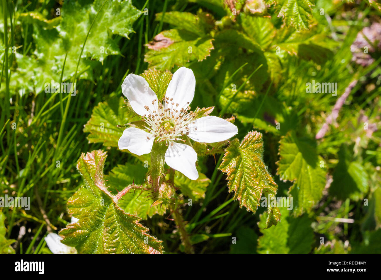 Californie blackberry (Rubus ursinus) fleur, Californie Banque D'Images