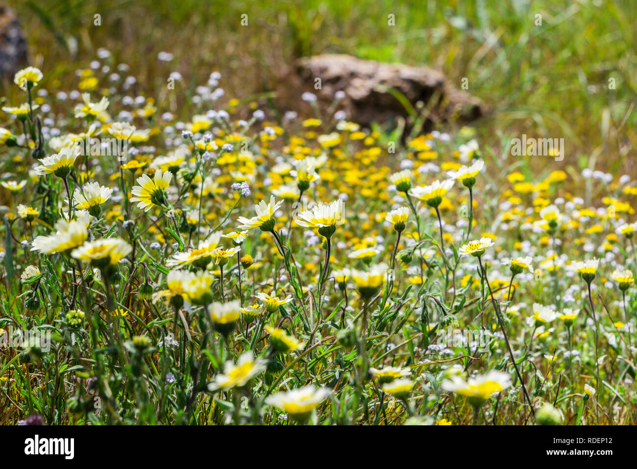 Layia platyglossa wildflowers (communément appelé le tidytips côtière) sur terrain, en Californie Banque D'Images