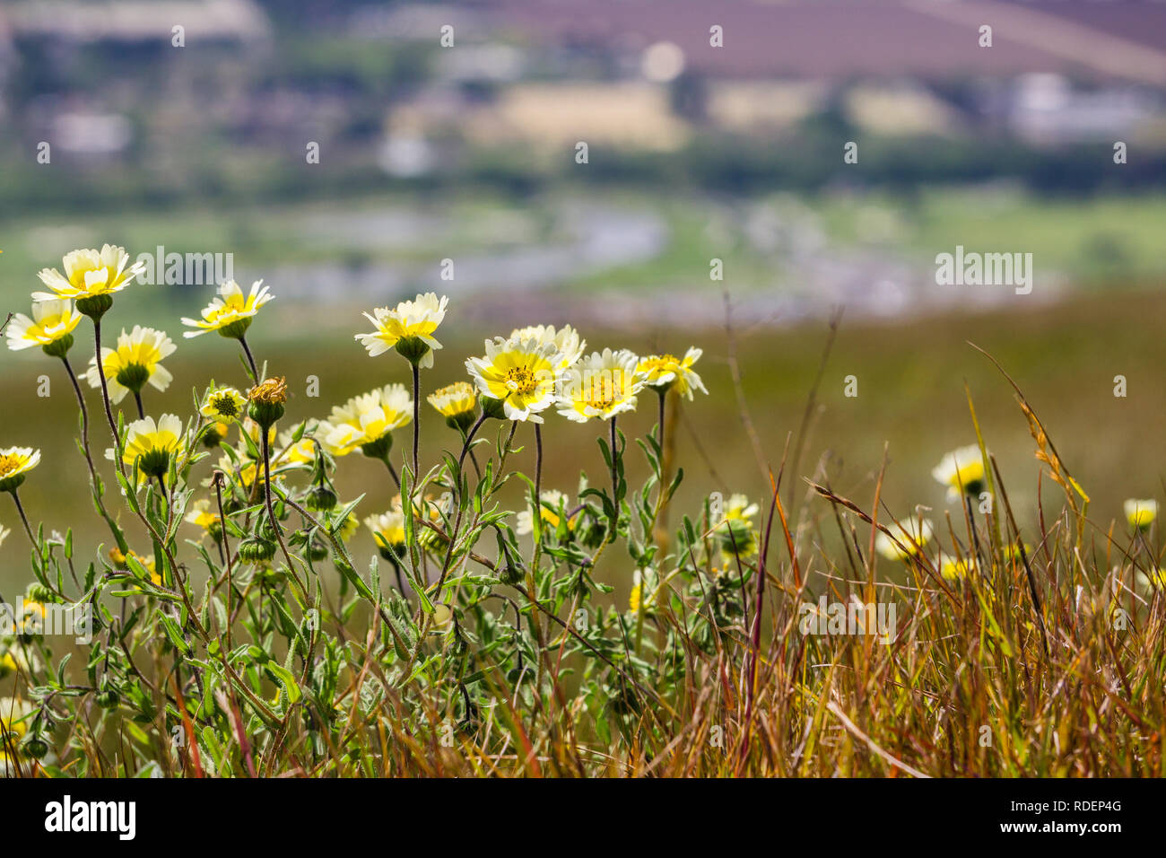 Layia platyglossa wildflowers (communément appelé le tidytips côtières) croissant sur une colline, la ville floues en arrière-plan, en Californie Banque D'Images