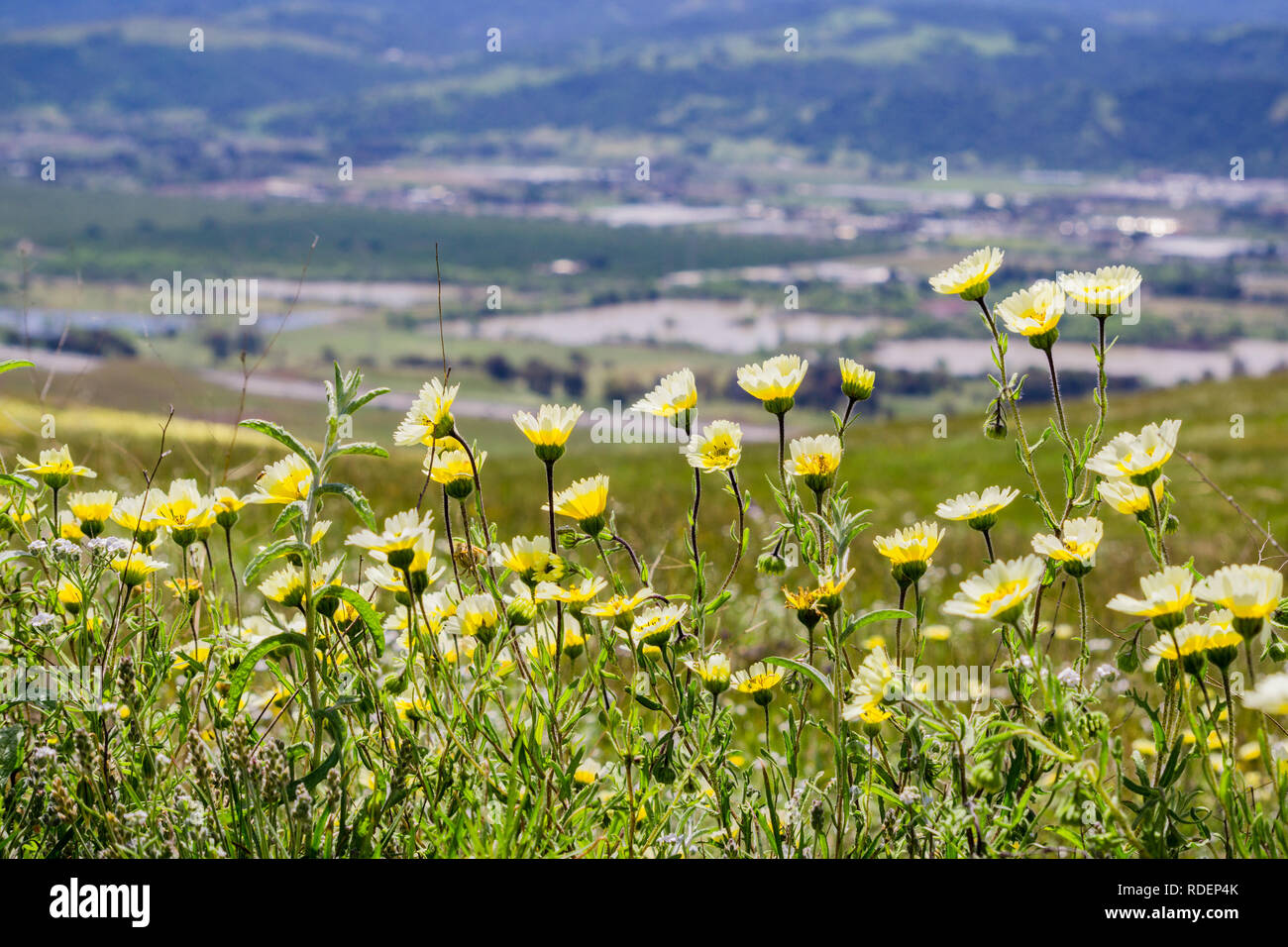 Layia platyglossa wildflowers (communément appelé le tidytips côtières) croissant sur une colline, la ville floues en arrière-plan, en Californie Banque D'Images