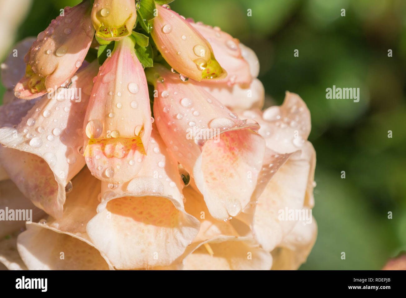 Digitale en fleurs rose couverte de rosée, Californie Banque D'Images