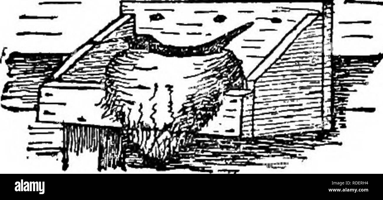 . Méthodes d'attirer les oiseaux. Les oiseaux. 64 méthodes d'ATTIRER DES OISEAUX le deuxième, deux ont été utilisés ; si l'an dernier cinq étaient occupées par robins et le sixième a été cré- priated par une phoebe, qui n'a donc eu la gentillesse de me donner un conseil pour plus de bacs pour être placés dans des endroits susceptibles de convenir à cette aimable travailleur pour jardin bon." Phoebe.  La phoebe préfère certains couvrant au-dessus de son nid, et pour cet oiseau, d'étagères ou de boîtes ouvertes peuvent être clouées '"^^^^Xv-^^^^^ sur les plaques ou les combles dans j =i_ Granges, caves, et faible -- hangars.. Pour PHCEBE SHELr'S NEST (dessiné par € H. Forbush) hirondelle rustique.  Pour l'hirondelle rustique c Banque D'Images