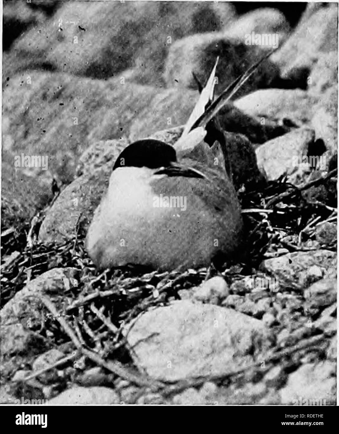 . Études d'oiseaux avec un appareil photo : avec des chapitres d'introduction sur l'équipement et des méthodes de la photographe d'oiseaux . La photographie d'oiseaux, des oiseaux. 60. Dougall sur nid. tSite illustré dans le n° 52. Plus de lier les oeufs, sur lequel j'attend à ce que momentanément la voir régler.^'' en attendant la marée avait surgi et flottait mon bateau, qui a été adoptée par le vent à travers à Naushon, et j'ai passé la nuit avec les sternes, n'avait pas l'Fisli Lancement du commissaire pris me déposer dans l'après-midi. Il n'aurait pas été une mauvaise expérience. Il y avait une abondance d'algues sèches pour un canapé- un nid, j'avais almos Banque D'Images