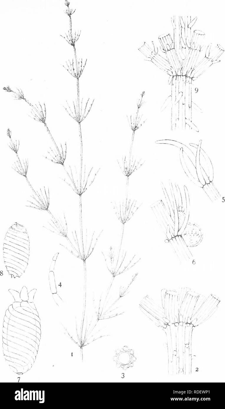 . Les Britanniques Charophyta. Characeae. XXXIII LA PLAQUE. CHARA CONTRARIA ST. a. i : a. R. B.-W.'del.. Veuillez noter que ces images sont extraites de la page numérisée des images qui peuvent avoir été retouchées numériquement pour plus de lisibilité - coloration et l'aspect de ces illustrations ne peut pas parfaitement ressembler à l'œuvre originale.. Groves, James ; Bullock-Webster, George Russell, 1858- coauteur. Londres, la Ray Society Banque D'Images