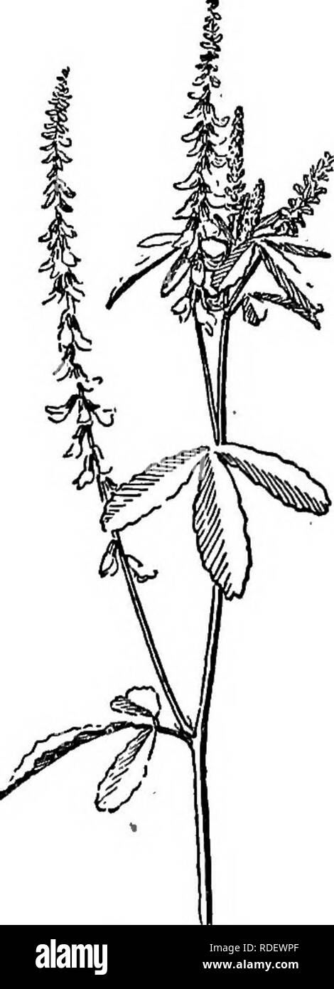. La flore de l'ouest sélectionné : Manitoba, Saskatchewan, Alberta . La botanique, la botanique, la botanique. Fig. 56.- Melilotus alba.. Veuillez noter que ces images sont extraites de la page numérisée des images qui peuvent avoir été retouchées numériquement pour plus de lisibilité - coloration et l'aspect de ces illustrations ne peut pas parfaitement ressembler à l'œuvre originale.. Hales, B. J. (Benjamin Jones), 1868-1945. Toronto : Macmillan Company of Canada Banque D'Images