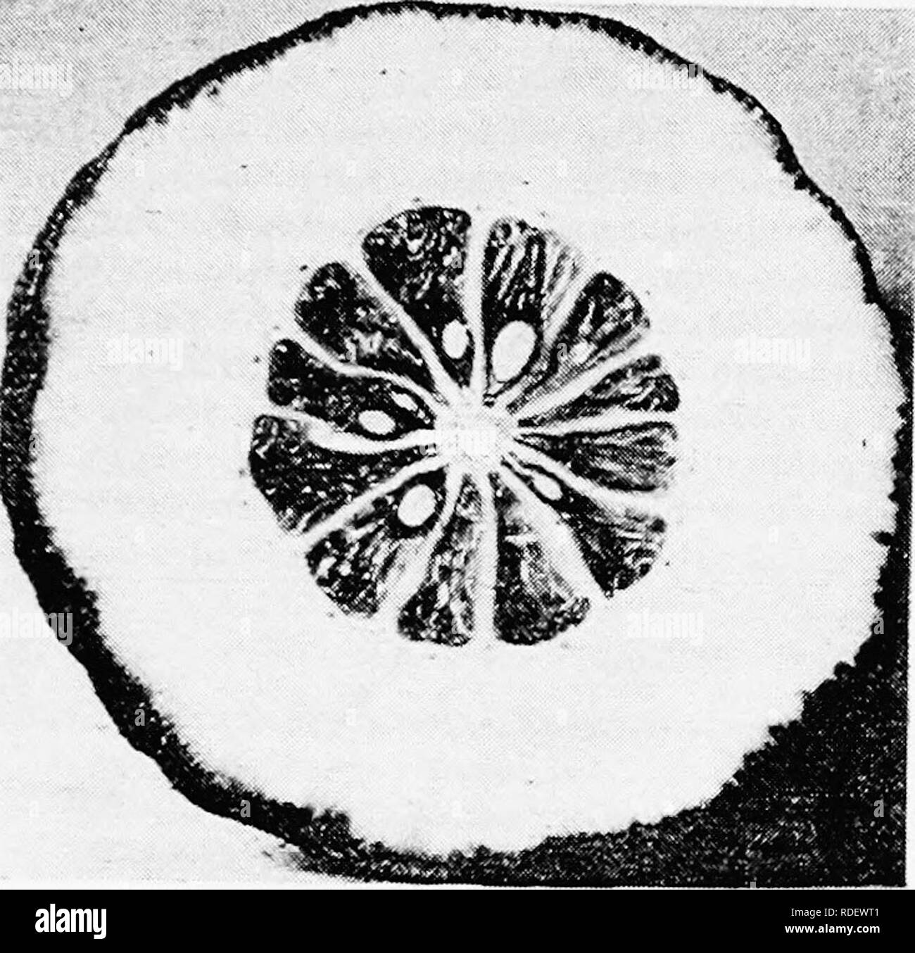 . La culture des agrumes en Californie . Les agrumes, les fruits-culture. L'IMPORTANCE COMMERCIALE DE L'été. 231 d'être confit d'elles sont prises de la barils et bouillis dans l'eau douce pour les adoucir. Ils sont ensuite coupés en moitiés, la semence et les pâtes sont enlevés, et le fruit est de nouveau plongé dans l'eau froide, deviennent vite d'une couleur verdâtre. Après cela, il est placé dans de grandes jarres en terre, couvertes de petites svr-, et au Feuilleton d'environ trois semaines. Pendant ce temps, la force de l'érable est progressivement augmenté. Les fruii est ensuite mis en ébullition- ers avec le sucre cristallisé dissous dans un s Banque D'Images