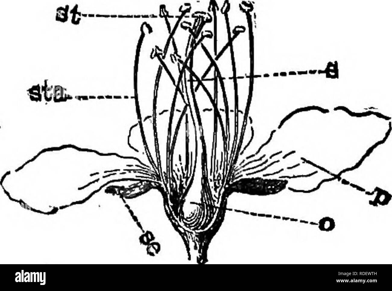 . La flore de l'ouest sélectionné : Manitoba, Saskatchewan, Alberta . La botanique, la botanique, la botanique. ROSACEiB 61 usines fournissant beaucoup de nos plus précieux fruits et de fleurs. Très proches de l'Saxifragaoeae dans la fleur, et l'Legumi- nosiB dans la feuille. * Ovaire ni adhérer à la calice tude, ni entouré de noe, jointe à elle. 1. Pninus beroming, pistil solitaires, une drupe. 2. 5 à 8 pistils, spirée, formant plusieurs follicules à graines. 3. Geum, de nombreux pistils, sur un récipient sec sec'aohenes formant avec des styles d'allongement à l'échéance. 4. Le Dryas, même comme précédent, mais les bandes arbustives. 5. Potentilla, pisti Banque D'Images