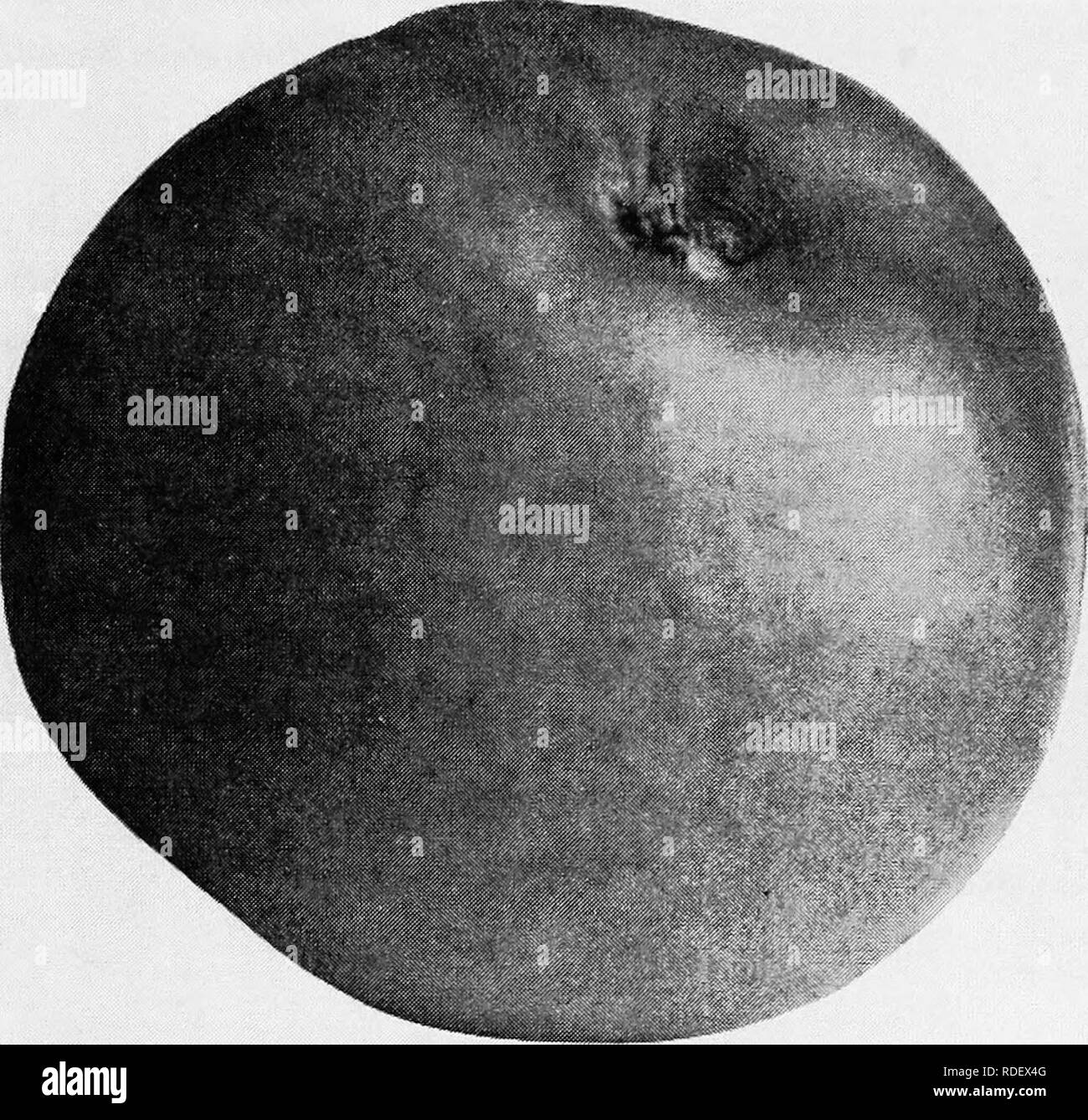 . Les fruits de l'Ontario. La culture de fruits. 1905 FRUITS DE L'ONTARIO. 75 Grimsby, cultivée comme une greffe, il est enclin à laisser tomber son fruit sur le milieu d'août, et presque avant entièrement colorés. Probablement une amende aux fins de l'exportation au froid pour réussir la Duchesse. Okigin : la Russie. Arbre . très robuste et productif. Fruit : grandes, oblongues à arrondies, souvent à la base aplatie et apex, quelque peu irréguliers sur les côtés ; couleur vert jaunâtre, presque couverte de rayures et traces d'un rouge vif, et des points verts ; étroite et profonde cavité irrégulière et tige ; environ les trois quarts d'un pouce de long, stout ; Banque D'Images